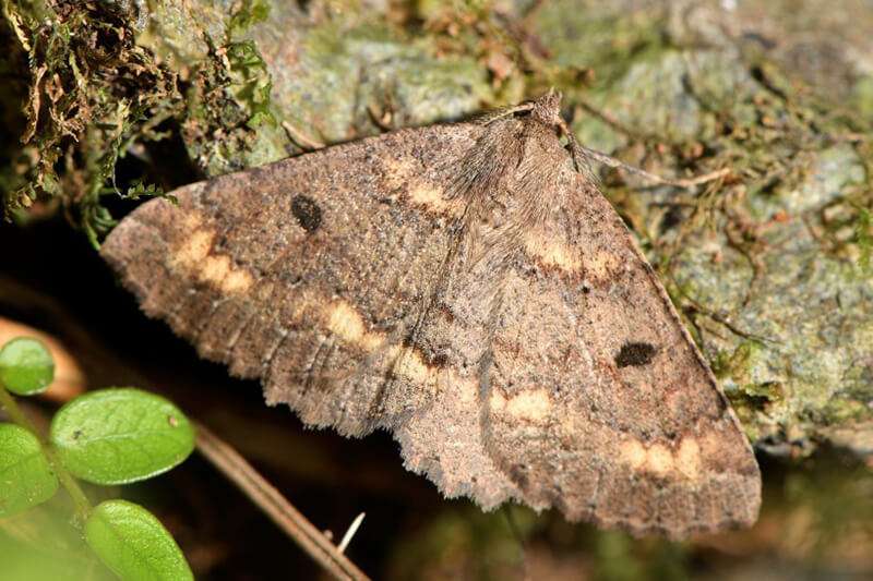 Kawakawa Looper Moth Kawakawa Looper Moth